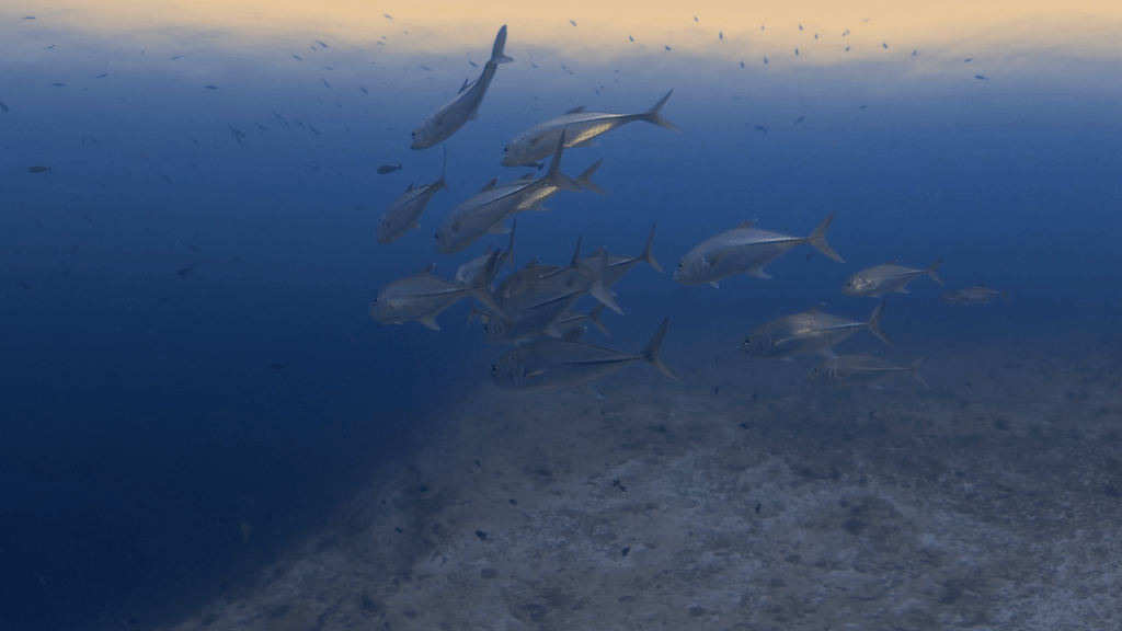Jacks Hunting over Reef