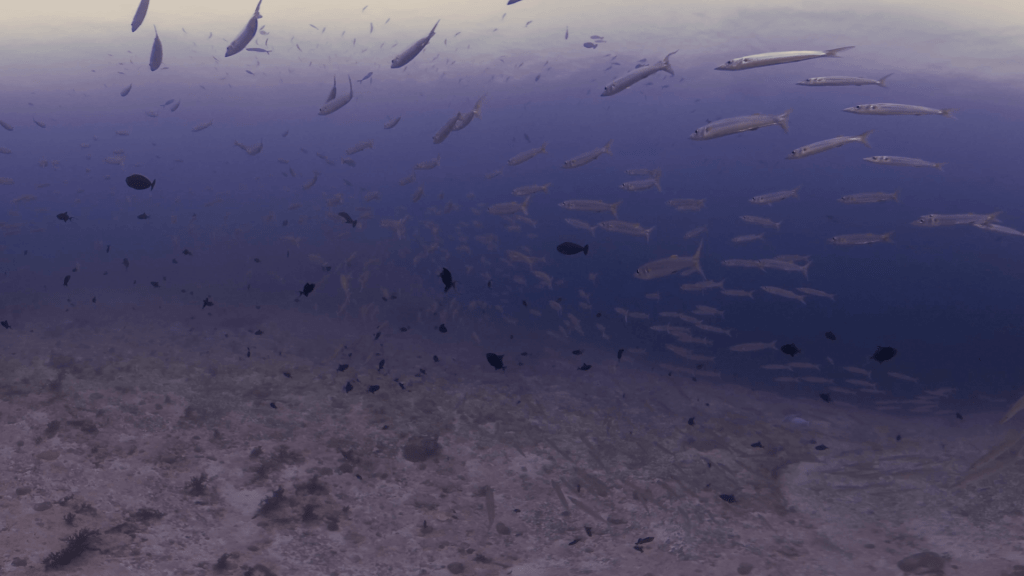 Barracuda Swarm Over Reef