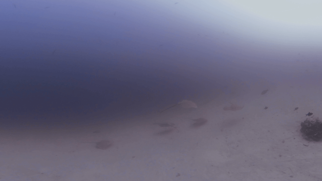 Rays Emerging: Sandy Seabed