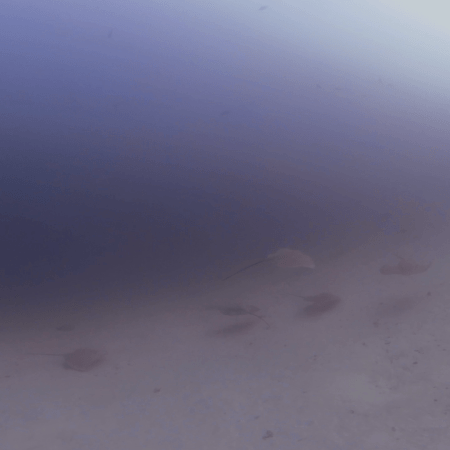Rays Emerging: Sandy Seabed