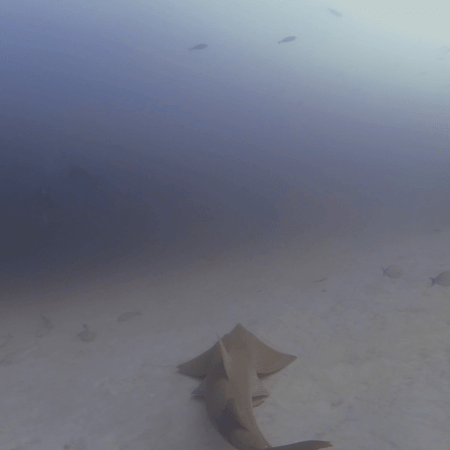 Following a Guitar Shark