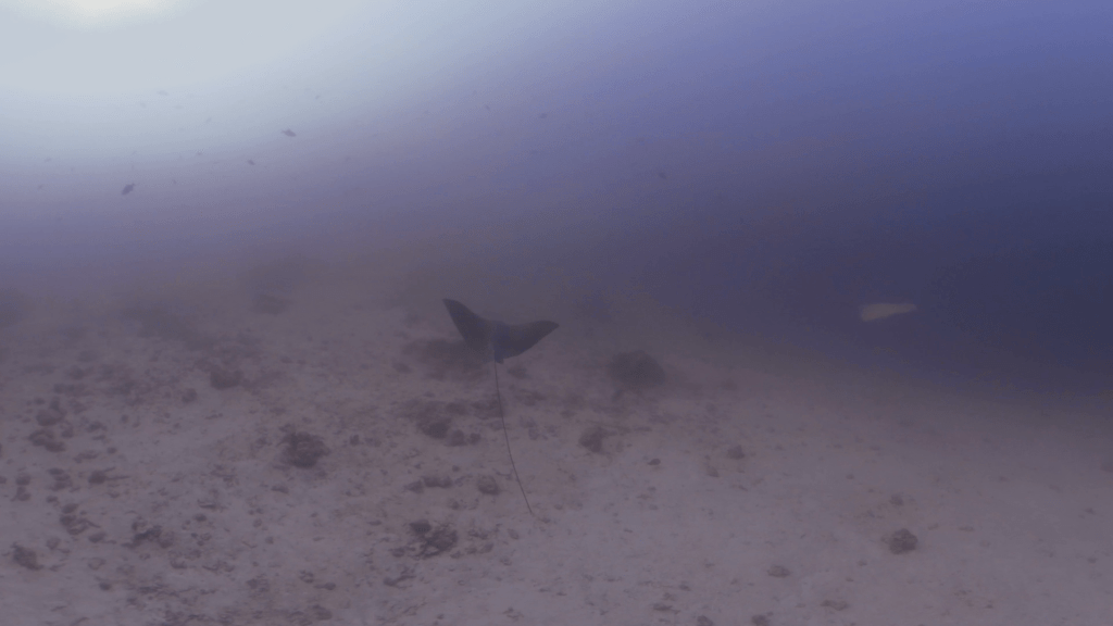 Eagle Ray's Sandy Domain