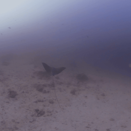Eagle Ray's Sandy Domain