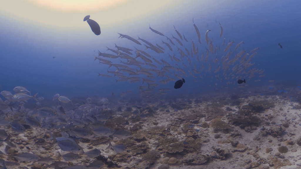 Barracuda Swirl Over Coral Reef