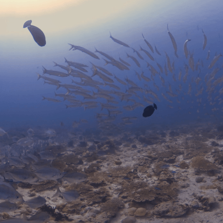 Barracuda Swirl Over Coral Reef