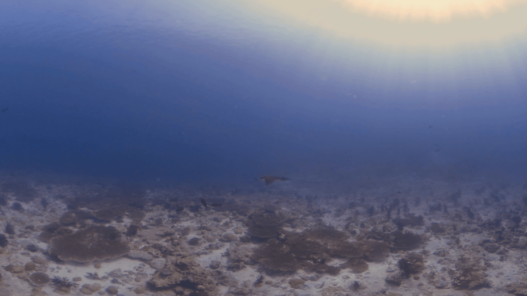 Sunlit Eagle Ray Glide Over Coral