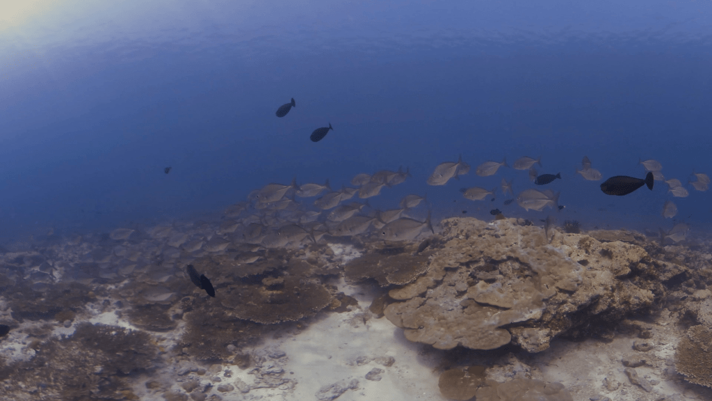 Coral Garden Jacks