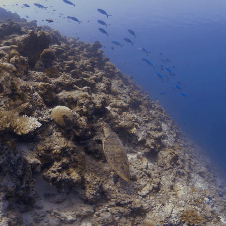 Reef Turtle's Edge