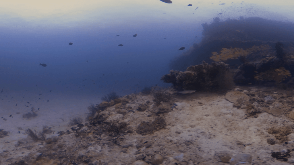 White Tip Reef Shark Encounter