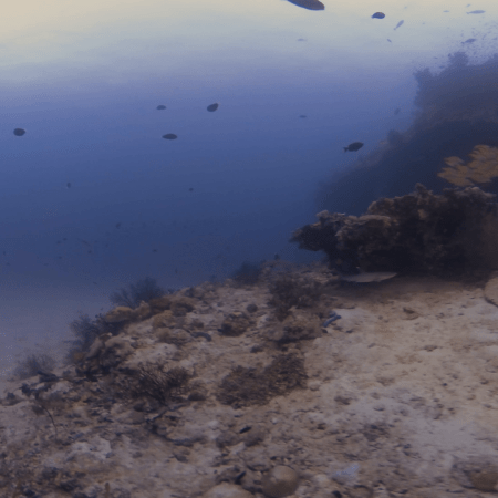 White Tip Reef Shark Encounter