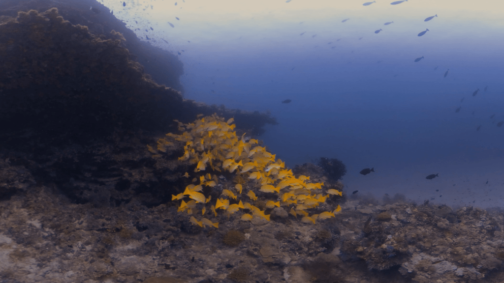 Sweetlips School on a Vibrant Reef
