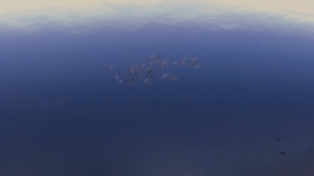 Jacks Schooling the Depths
