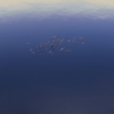 Jacks Schooling the Depths