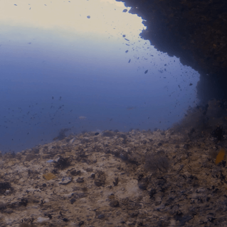 Reef Overhang Haven