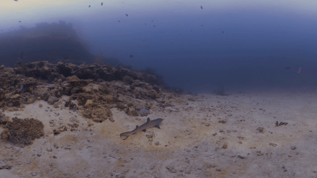 Shark's Rest: Reef White Tip Encounter