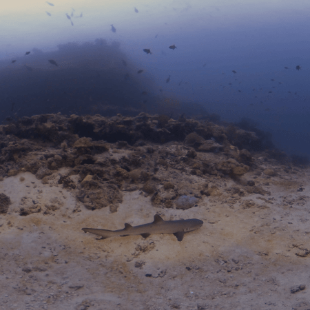Whitetip Reef Shark Rest