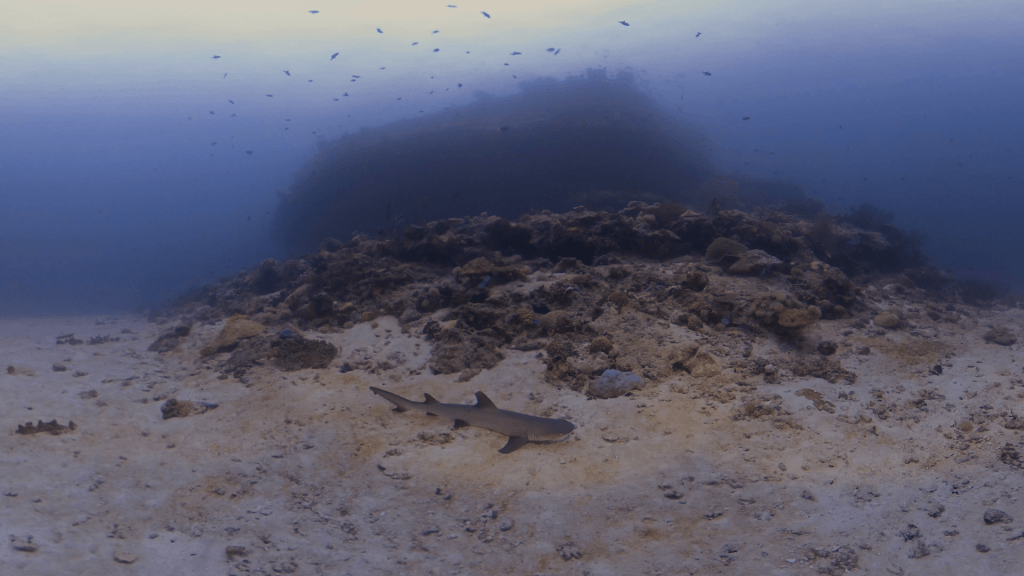 Resting White Tip Reef Shark