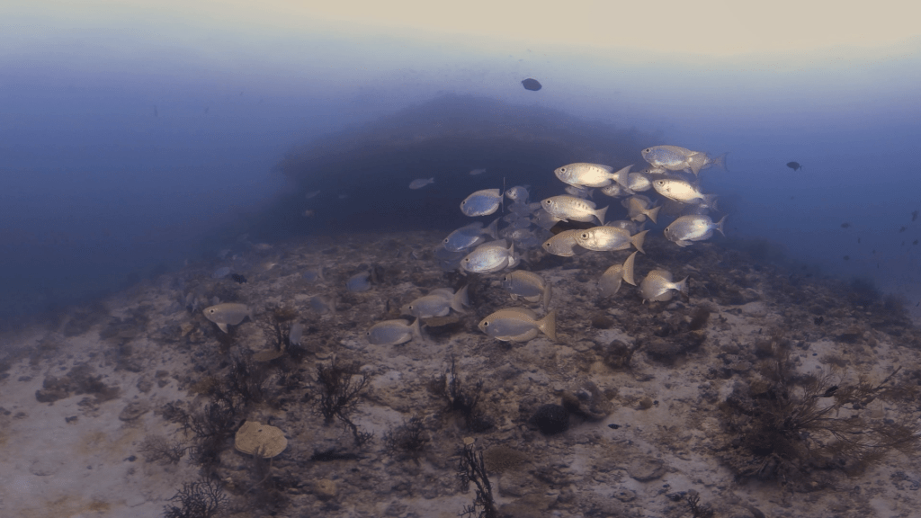 Reef Harmony: Rabbitfish & Bannerfish Ballet