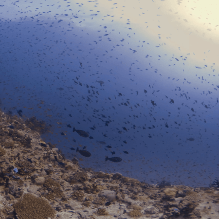 Triggerfish Frenzy: Reef Life