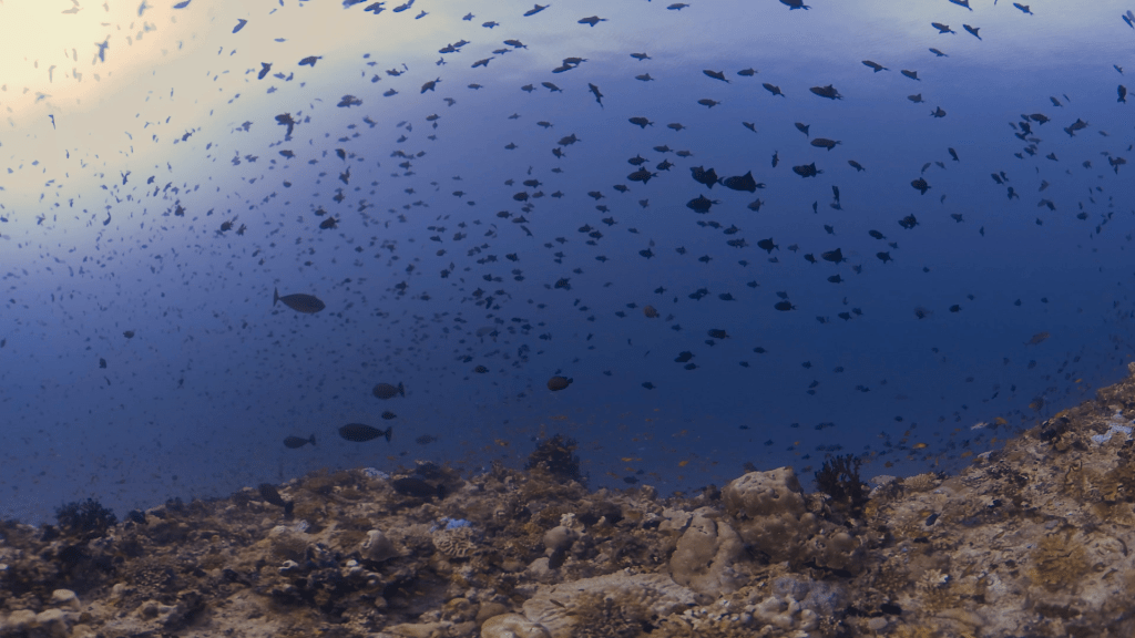 Triggerfish Swarm on Coral Reef