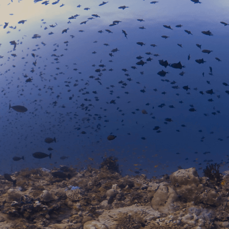 Triggerfish Swarm on Coral Reef