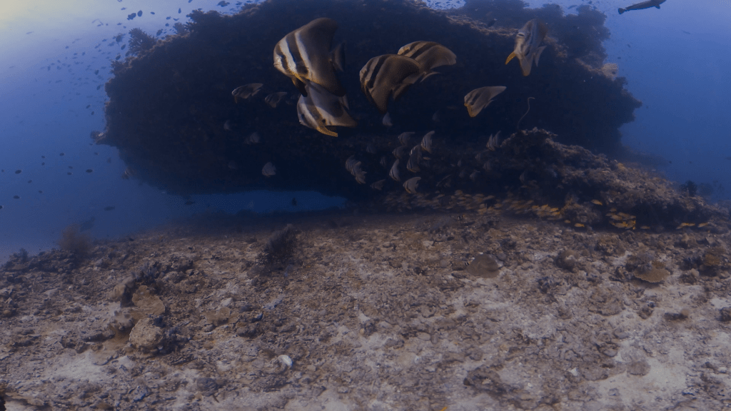 Batfish Dance: Reef Pinnacle Drama