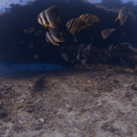 Batfish Dance: Reef Pinnacle Drama