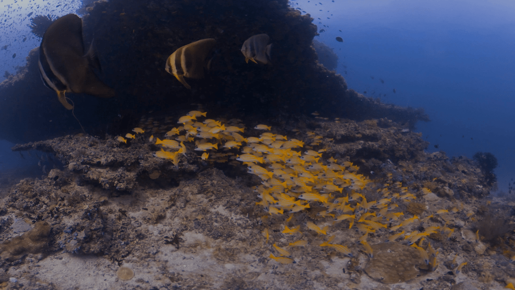 Sweetlips & Batfish Sanctuary