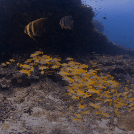 Sweetlips & Batfish Sanctuary