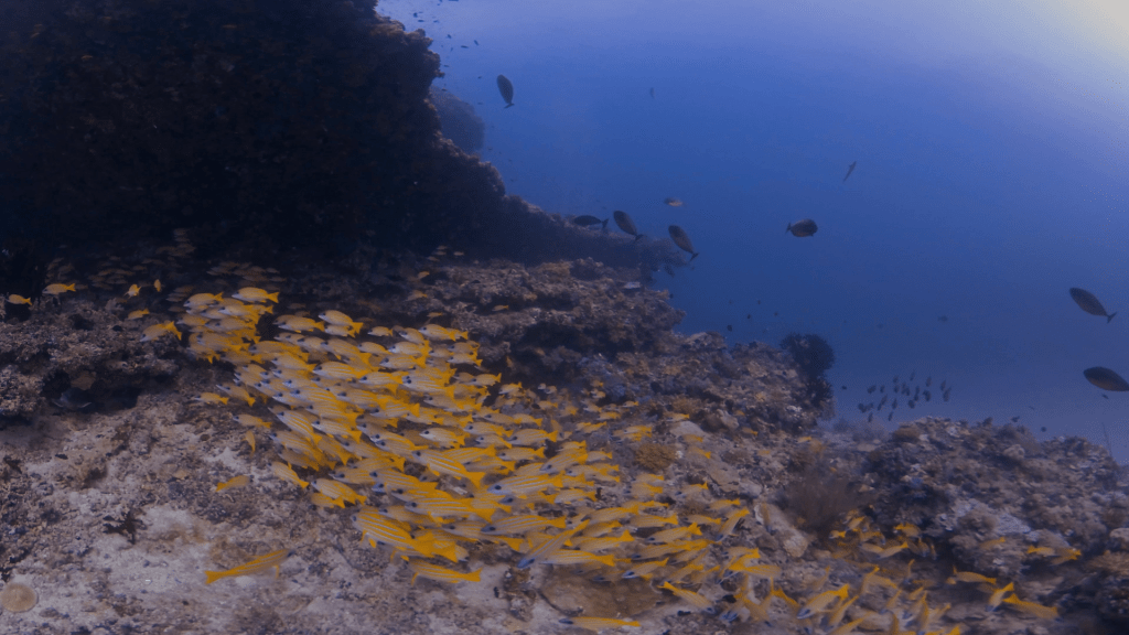 Sweetlips Hideaway