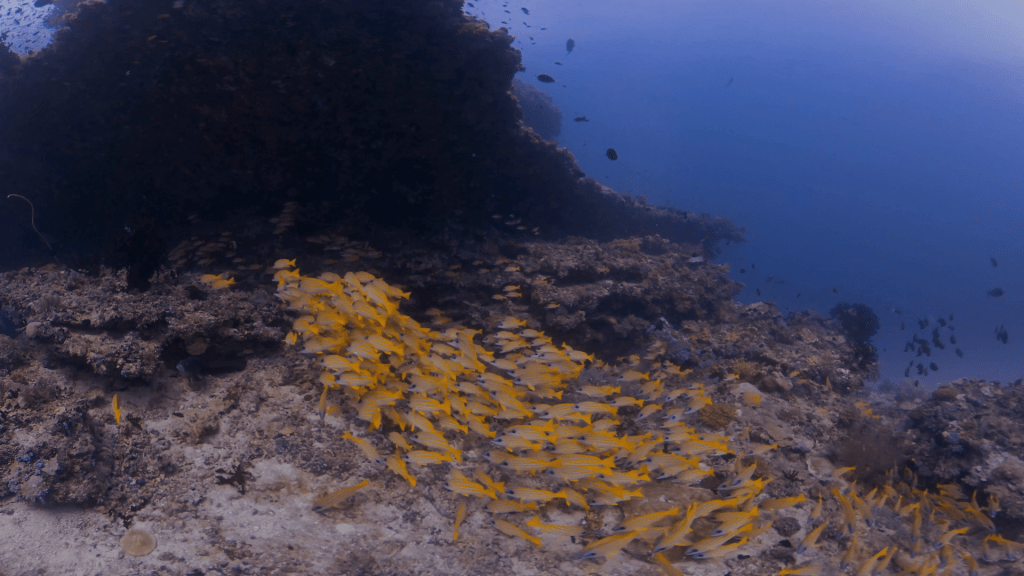 Sweetlips Haven: Reef Life Unveiled