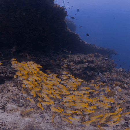 Sweetlips Haven: Reef Life Unveiled