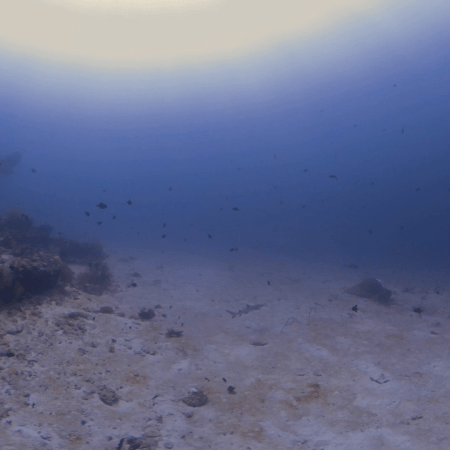 Napping Shark Awakens