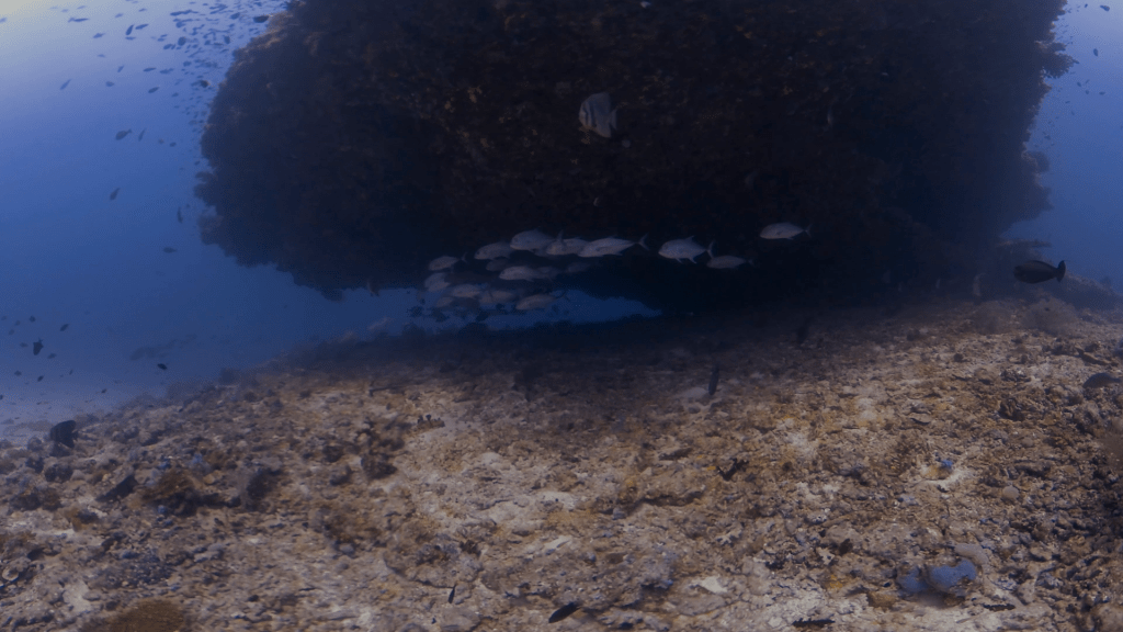 Jacks' Hideaway: Reef Overhang