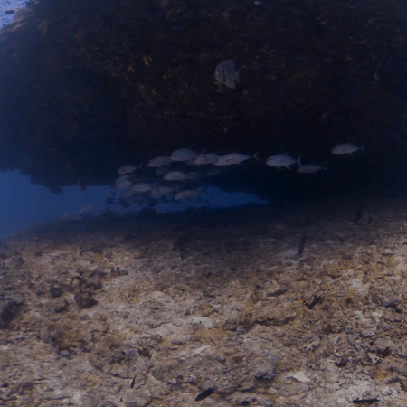 Jacks' Hideaway: Reef Overhang