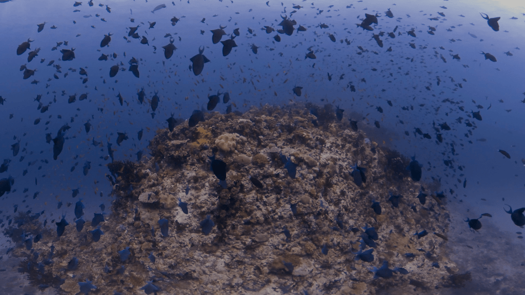 Black Triggerfish Frenzy