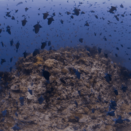 Black Triggerfish Frenzy