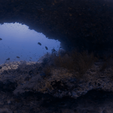 Coral Overhang Haven