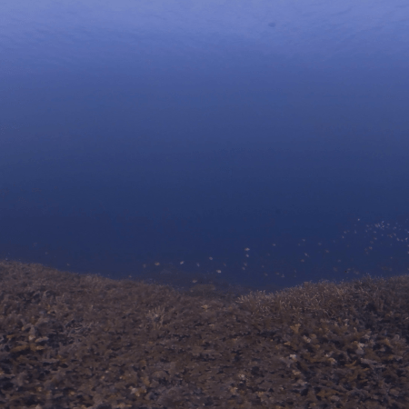 Desolate Seascape: A Coral Graveyard