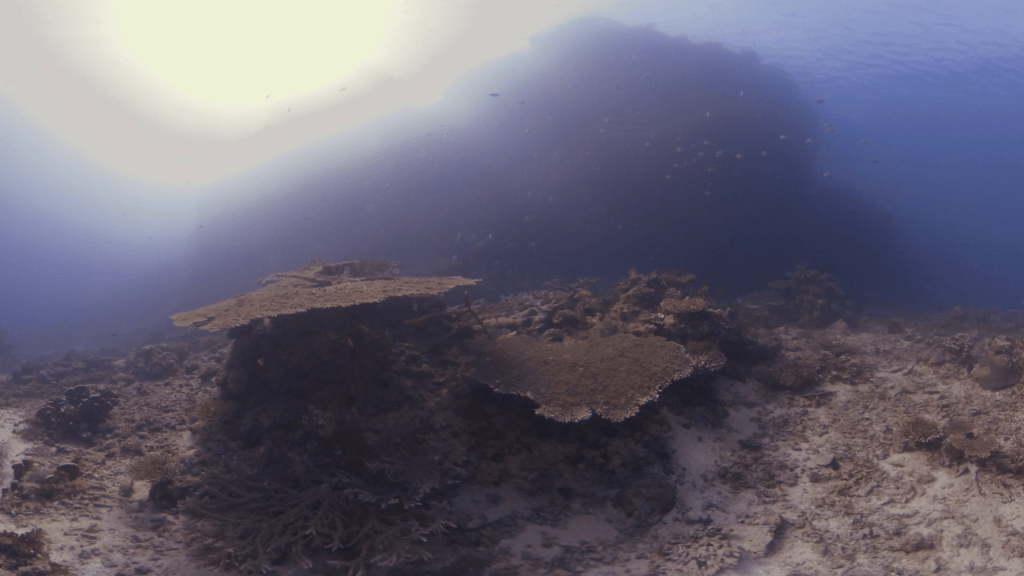 Table Coral Haven