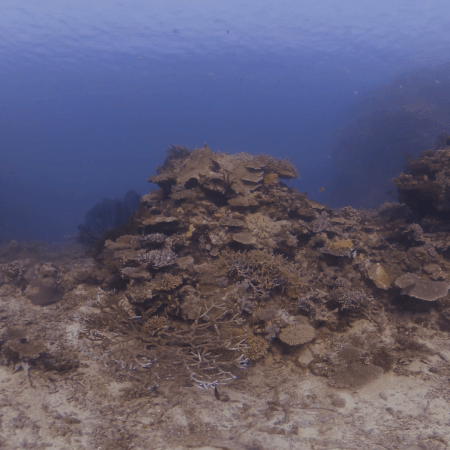 Sandy Bottom Coral Haven