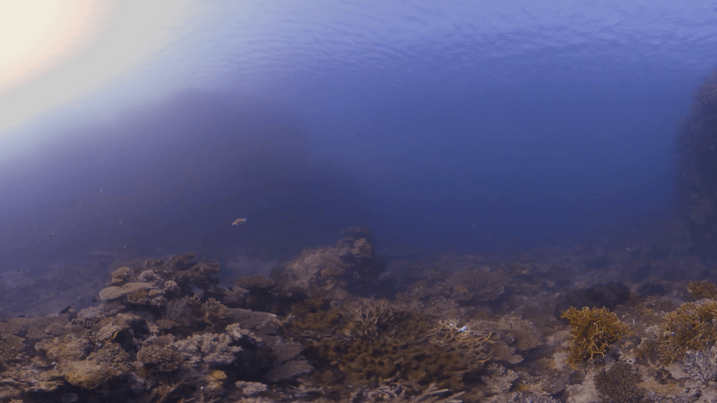 Sunlit Coral Bed: A Reef Ecosystem