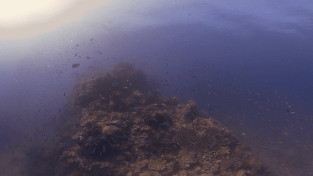 Coral Tower and Baitfish Ballet