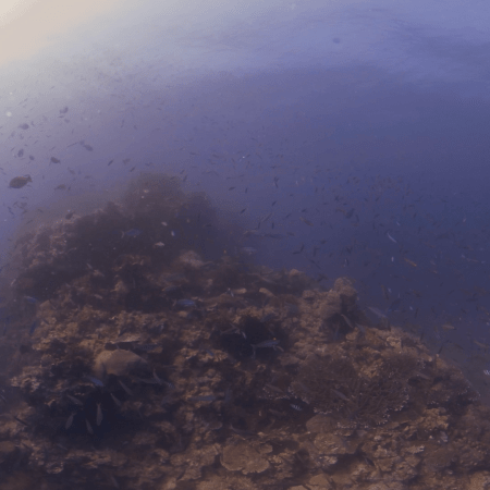 Coral Tower and Baitfish Ballet