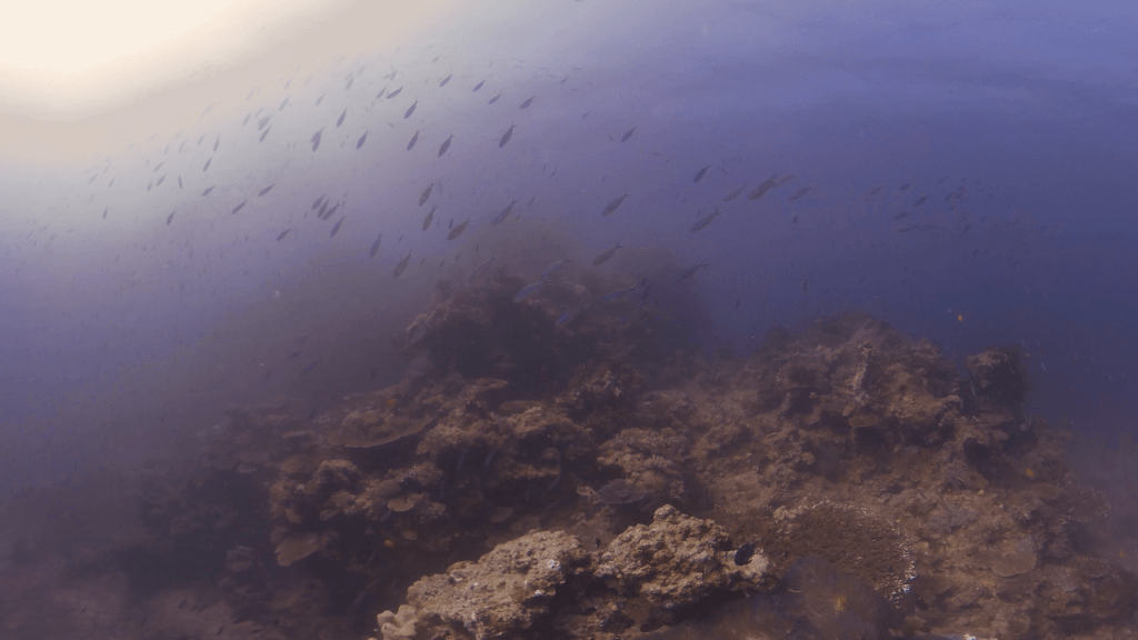 Coral Crown: Reef Approach
