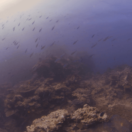 Coral Crown: Reef Approach