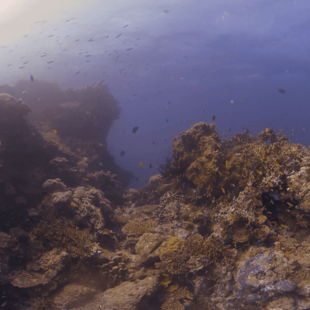 Sunlit Coral Pinnacle