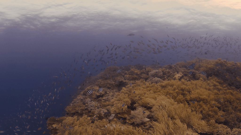Coral Reef Metropolis
