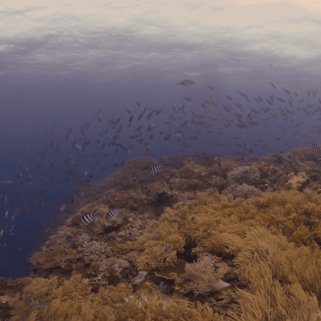 Coral Reef Metropolis