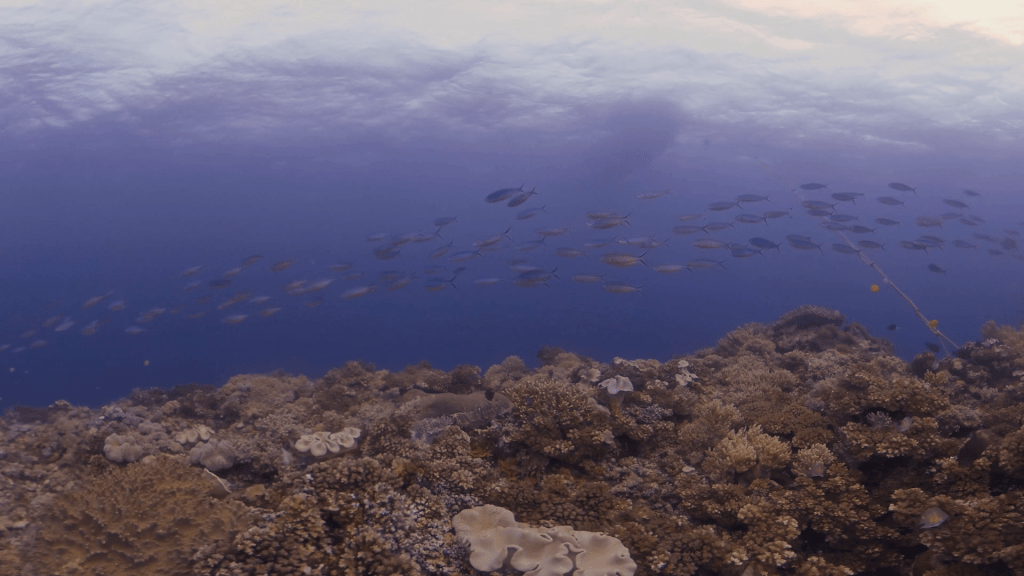 Coral Reef Panorama with Fish School